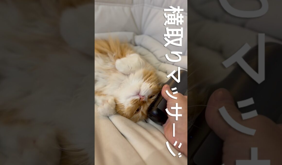 横取りマッサージ　#猫 #猫のいる暮らし #アメリカンカール #cat