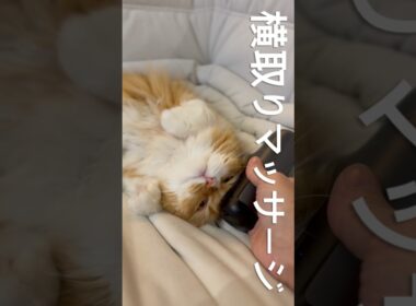 横取りマッサージ　#猫 #猫のいる暮らし #アメリカンカール #cat