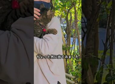 二本足のあいちゃん No.659 百均バッグ