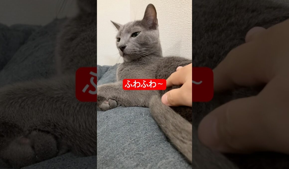 ふわもち猫ちゃーん#ロシアンブルー #猫