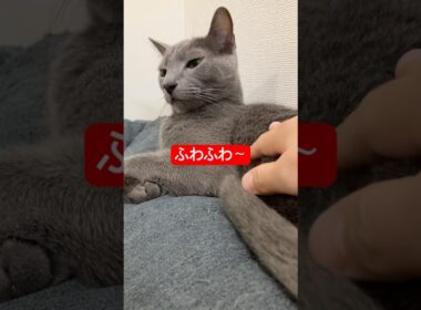 ふわもち猫ちゃーん#ロシアンブルー #猫