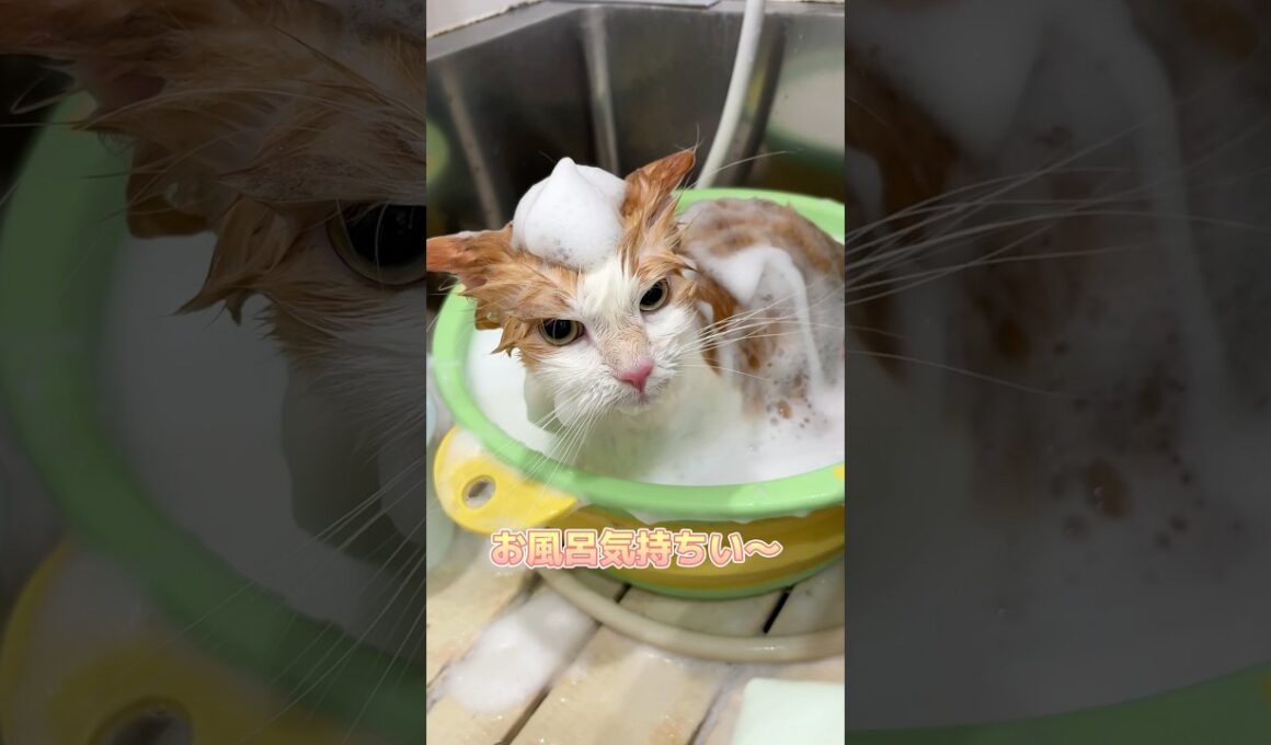 お風呂に気持ちよさそうに入るサイベリアン