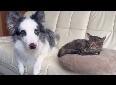 前足の折れた子猫を保護してから、幸せを掴むまでの24時間【保護猫】