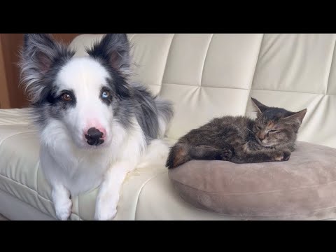 前足の折れた子猫を保護してから、幸せを掴むまでの24時間【保護猫】