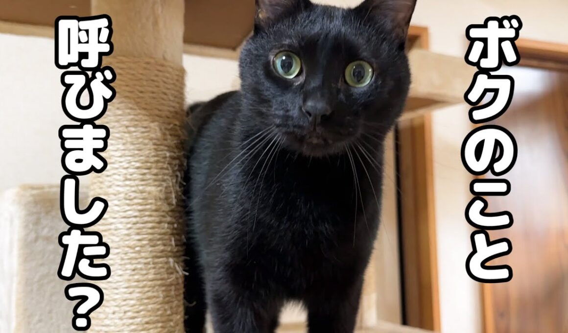 お世話好きで元気な黒猫くんは名前を呼ぶと必ず駆けつけてくれます