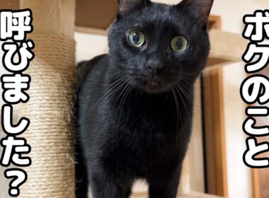 お世話好きで元気な黒猫くんは名前を呼ぶと必ず駆けつけてくれます