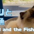 バーマン猫ウリ【ウリとお魚】Uriel and the Fish（バーマン猫）Birman/Cat