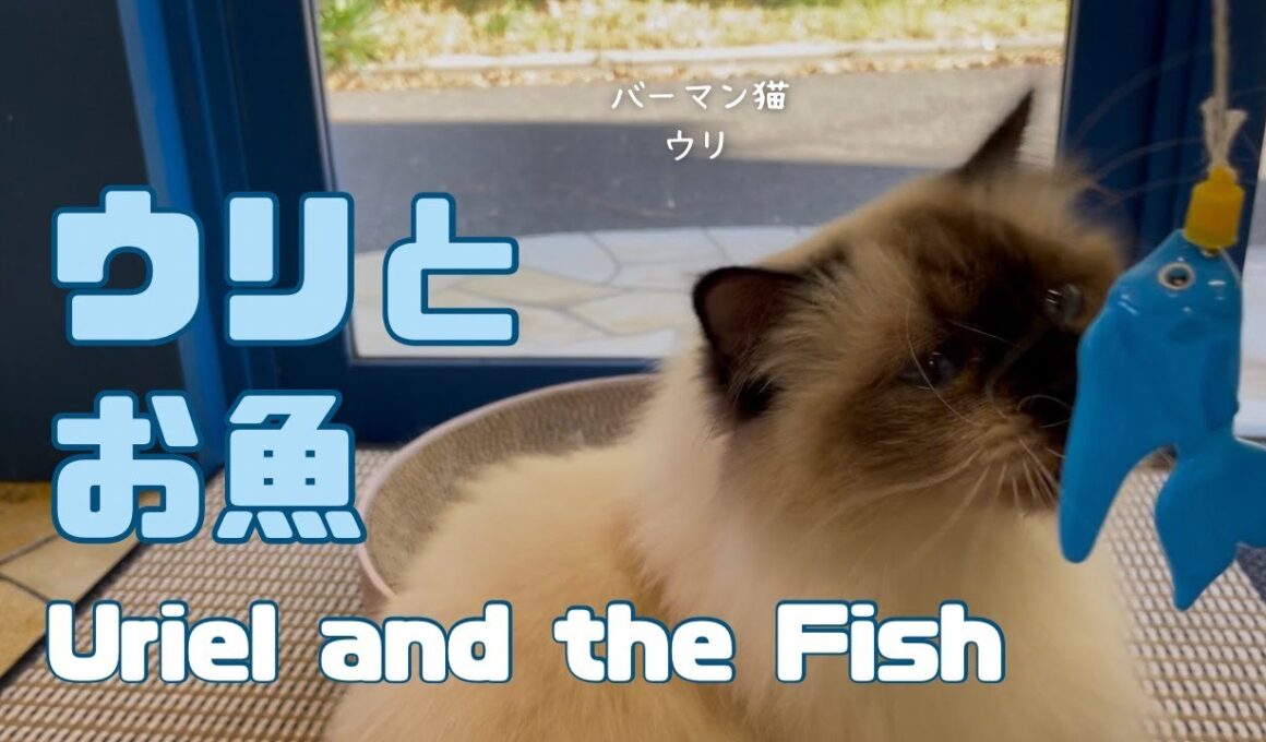 バーマン猫ウリ【ウリとお魚】Uriel and the Fish（バーマン猫）Birman/Cat