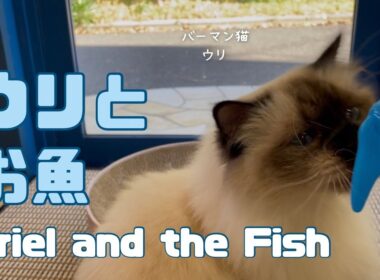 バーマン猫ウリ【ウリとお魚】Uriel and the Fish（バーマン猫）Birman/Cat