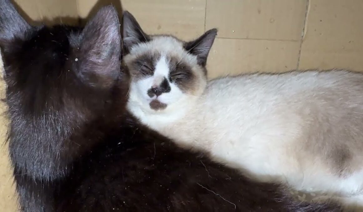 段ボール箱の中。シャムの子ねこパンダくん。黒猫の子ネコ黒夢の活躍で、少し心を開いたニャン