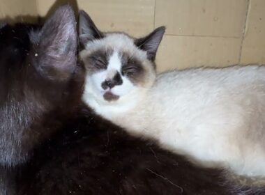 段ボール箱の中。シャムの子ねこパンダくん。黒猫の子ネコ黒夢の活躍で、少し心を開いたニャン