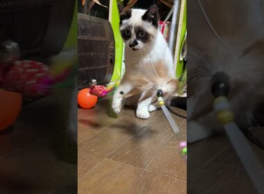 シャムの子ねこパンダくん。他のネコたちには、不人気のネコジャラシをした後、AVラックに固定したネコジャラシで遊び始めたが、キジシロのルルに気付き、遠慮する