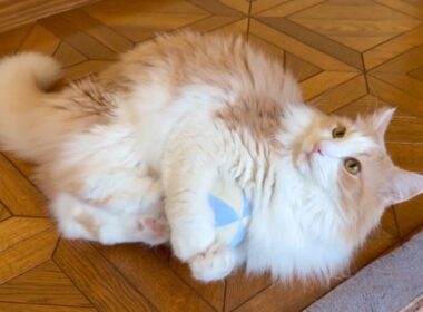 【活発‼︎】今日もキックキック！ボールで元気に遊ぶもふ猫たち♡ノルウェージャンフォレストキャットとターキッシュアンゴラ