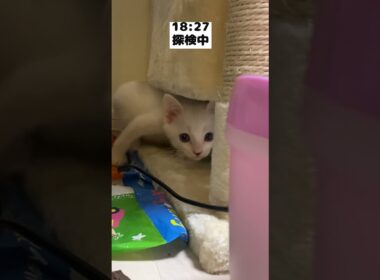 先住猫が寝てる間にリビングを探検する赤ちゃん猫の夜ルーティン