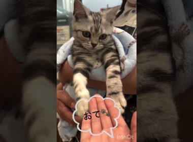 お手をさせられるアメリカンショートヘアー君♡【横浜ペットショップ ベルドック】#shorts #猫動画 #猫のいる暮らし #アメショ