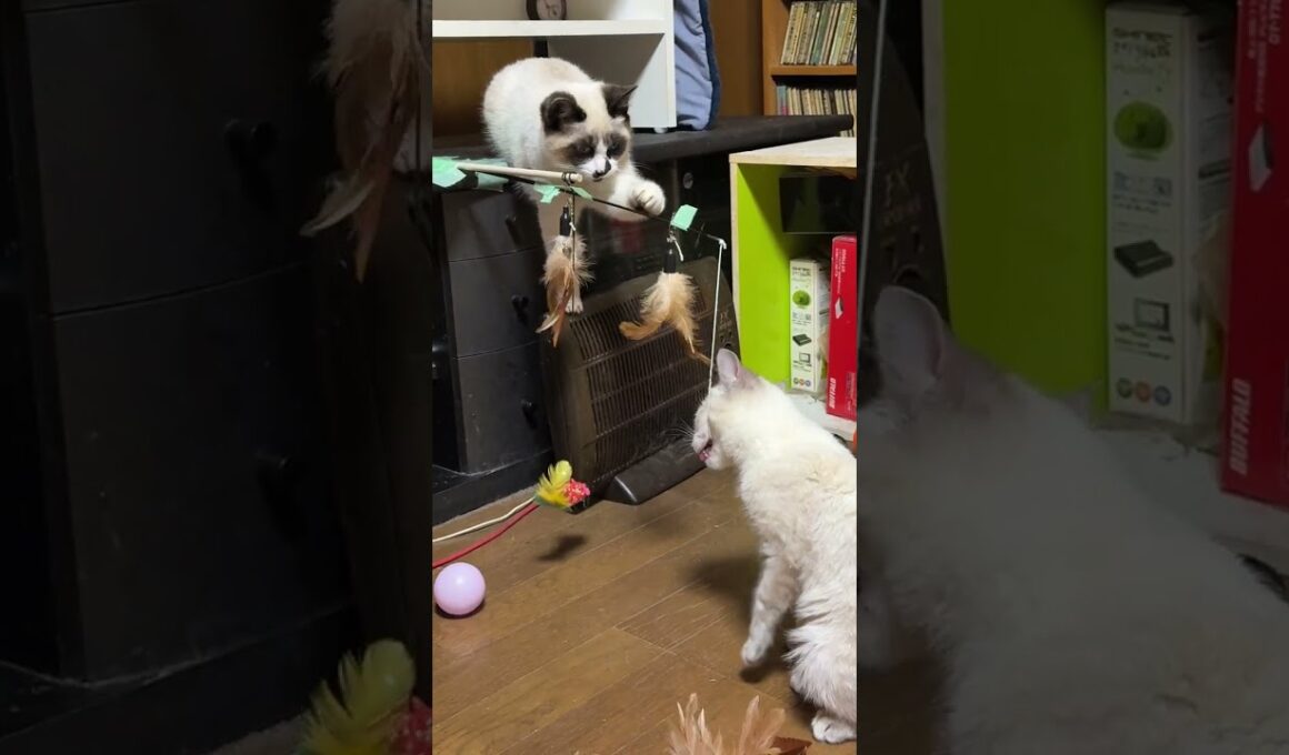 大人対応キジシロのルル「新入りシャムの子ねこパンダくん。いろんなオモチャで遊んで、ここに懐いてね」黒猫の黒夢、妹の雫も、アシスト