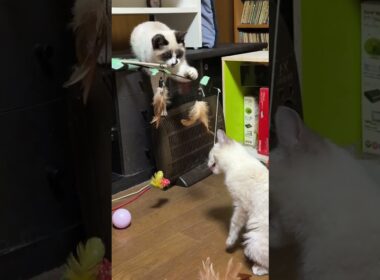 大人対応キジシロのルル「新入りシャムの子ねこパンダくん。いろんなオモチャで遊んで、ここに懐いてね」黒猫の黒夢、妹の雫も、アシスト