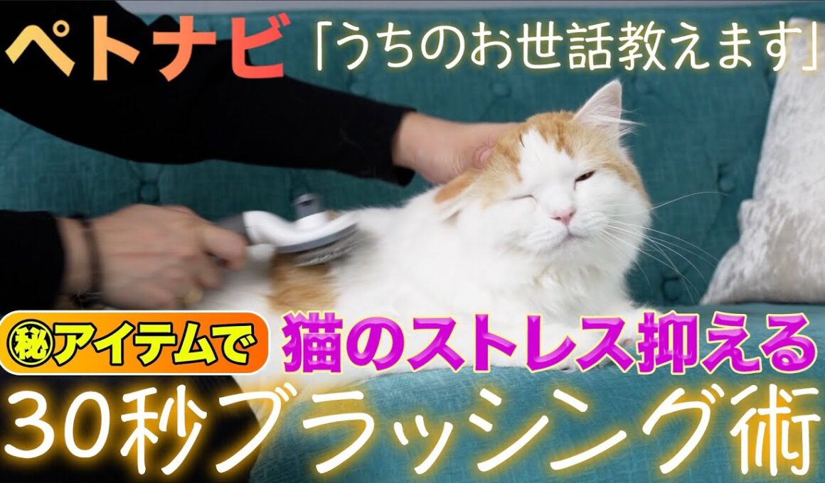 【猫ケア】スコティッシュフォールド！凄ワザ30秒ブラシ【お世話ノウハウ】