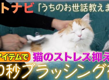 【猫ケア】スコティッシュフォールド！凄ワザ30秒ブラシ【お世話ノウハウ】