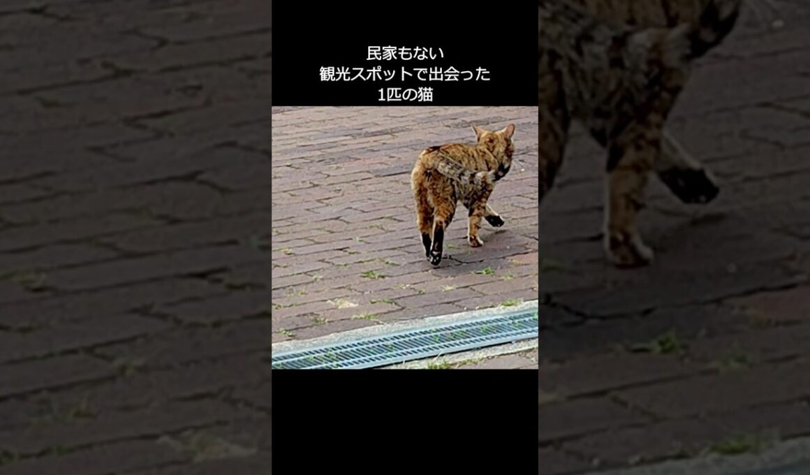 観光スポットでひとりぼっちで彷徨う猫と出会いました（後編）