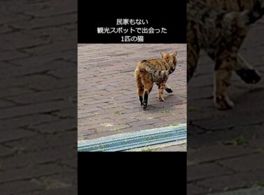 観光スポットでひとりぼっちで彷徨う猫と出会いました（後編）
