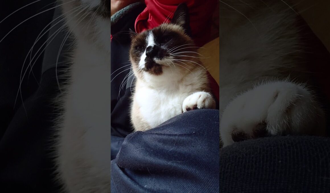 シャム猫さんの様子を見に2階へ