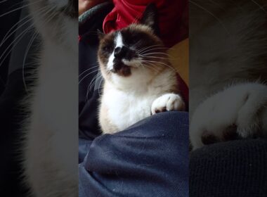 シャム猫さんの様子を見に2階へ