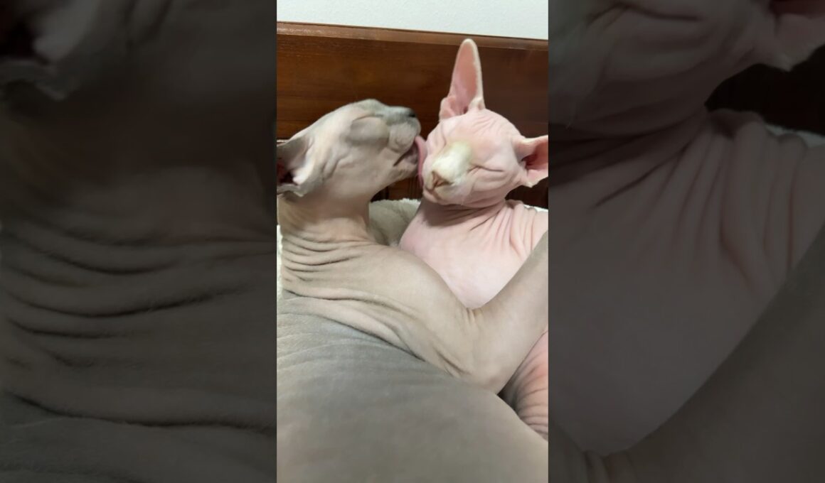 尊い！仲良しの毛のない猫たち【スフィンクス猫】