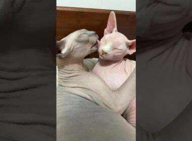 尊い！仲良しの毛のない猫たち【スフィンクス猫】