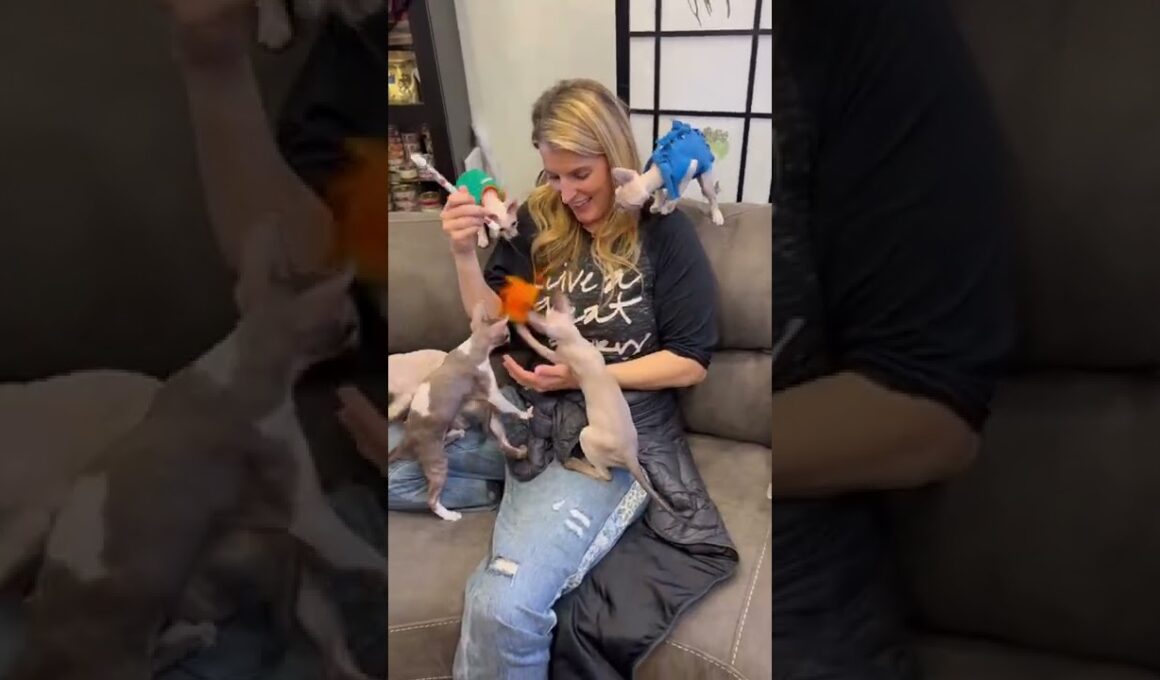 Cornish Rex kittens THERAPY!