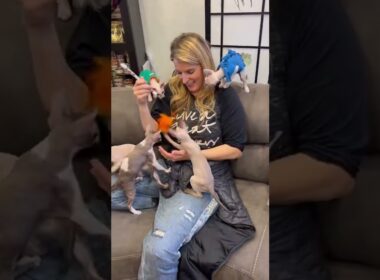 Cornish Rex kittens THERAPY!