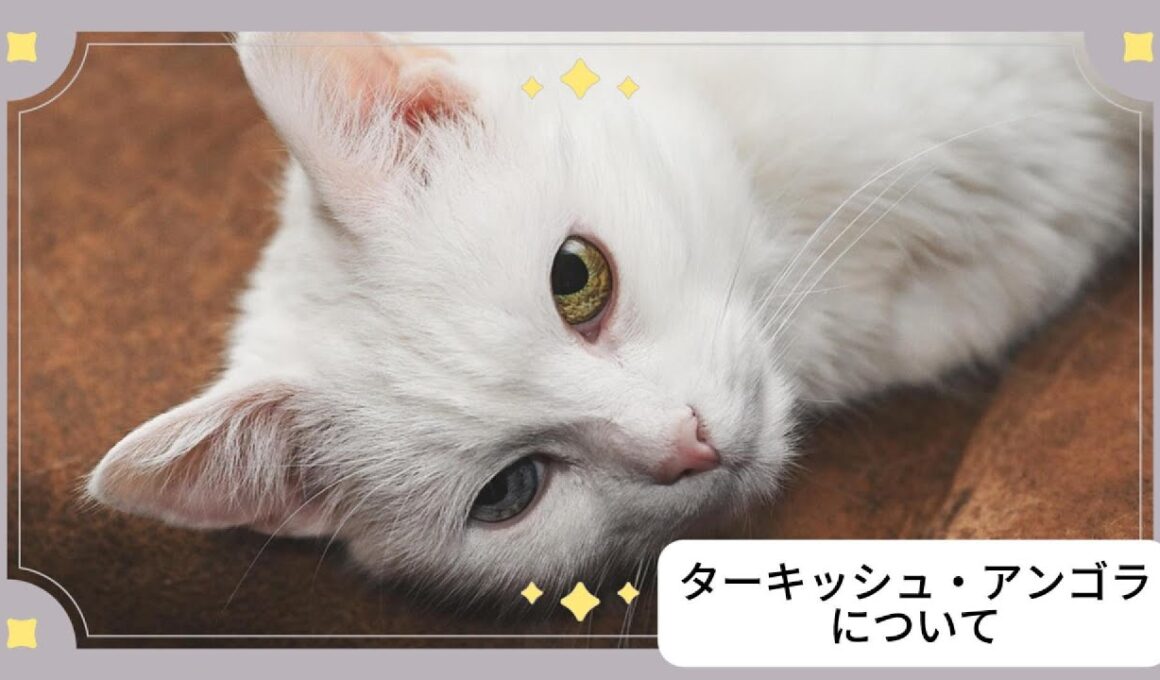 【ターキッシュ・アンゴラについて】ペットリフォーム セラフ榎本