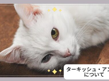 【ターキッシュ・アンゴラについて】ペットリフォーム セラフ榎本