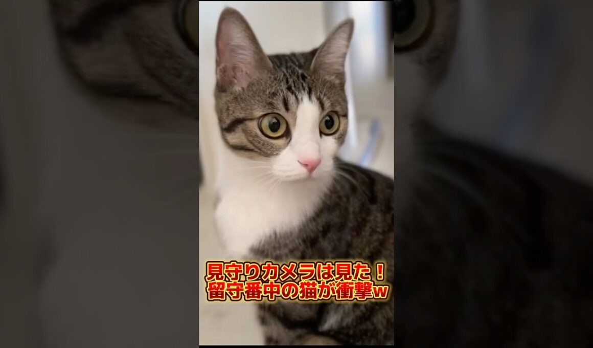 ペットカメラに残った猫の奇行w #shorts #子猫 #保護猫 #猫 #捨て猫 #catlovers #kitten