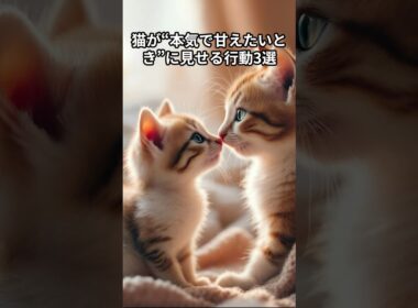 猫が“本気で甘えたいとき”に見せるしぐさ3選　 #猫 #雑学 #ねこ #猫のいる生活 #猫好き #猫の雑学 #ネコ #名もなき風景 #cat
