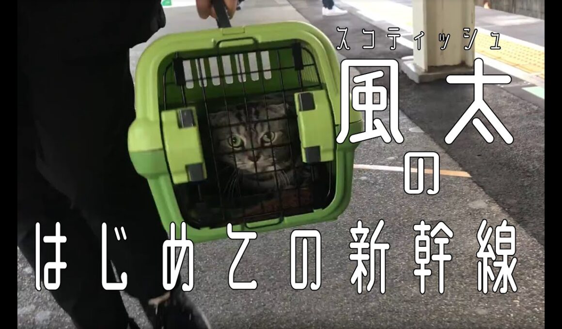 スコティッシュフォールド風太のはじめての新幹線