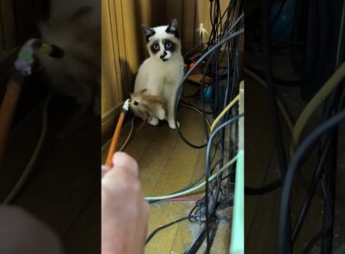 子ネコ2匹。黒猫の黒夢「シャムのパンダに譲るよ、ネコジャラシ」だったが、最後は、我慢できずw