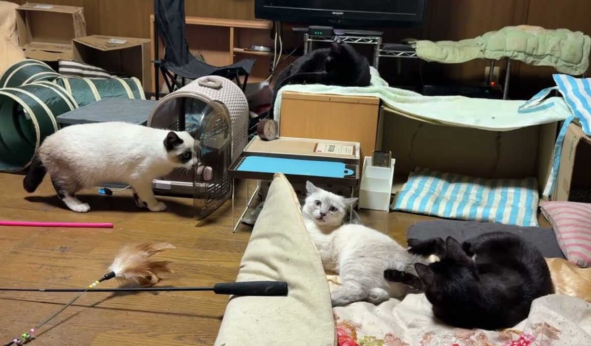 子ネコ3匹。シャムのパンダに気を取られ、黒猫の黒夢にシッポを、いじられるシャムの雫。黒夢、エスカレートするもｗ