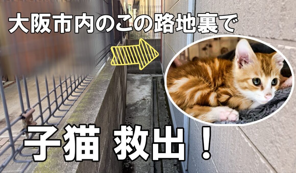 「子猫」路地裏でひとりぼっちの子猫　#保護猫 #子ネコ #ねこ #ネコ #子猫 #野良猫 #野良猫保護 #猫動画 #猫好きさんと繋がりたい