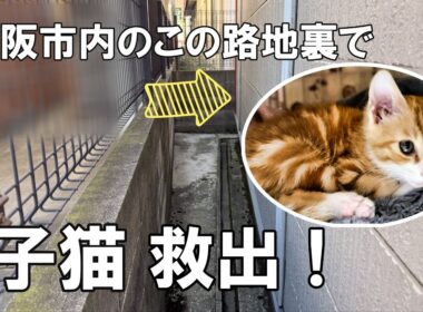 「子猫」路地裏でひとりぼっちの子猫　#保護猫 #子ネコ #ねこ #ネコ #子猫 #野良猫 #野良猫保護 #猫動画 #猫好きさんと繋がりたい