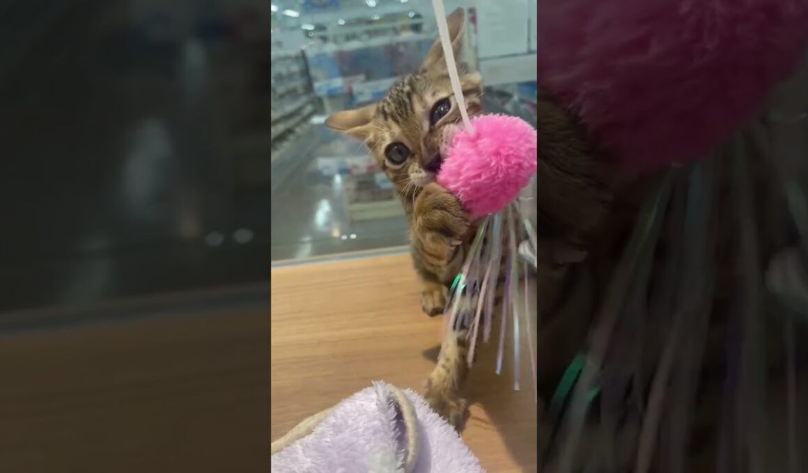 表情豊かで激カワイイ ベンガル君🥰【横浜ペットショップ ベルドック】#shorts #猫動画 #猫のいる暮らし #ベンガル