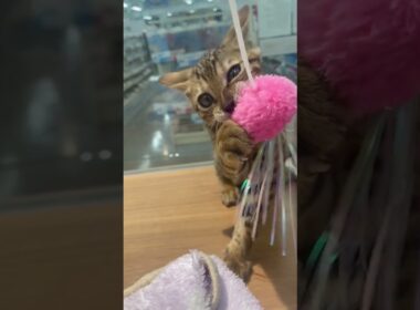 表情豊かで激カワイイ ベンガル君🥰【横浜ペットショップ ベルドック】#shorts #猫動画 #猫のいる暮らし #ベンガル