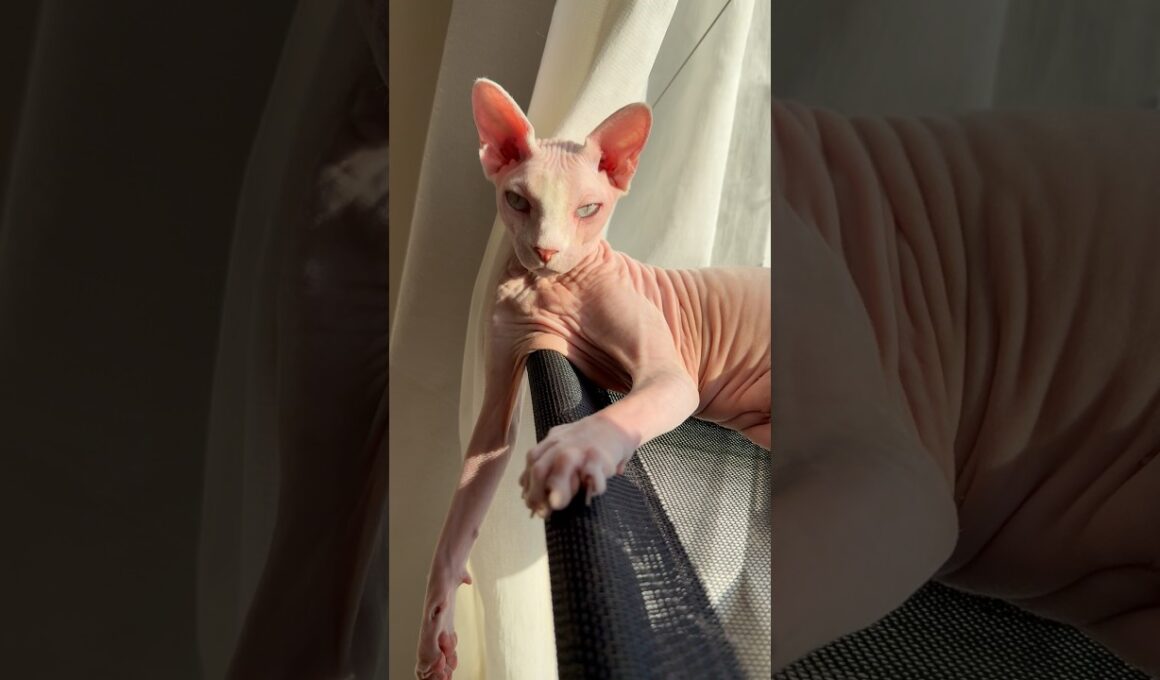 暖かい冬の昼さがり日向ぼっこを楽しむ猫アレクサンドラ【スフィンクス】