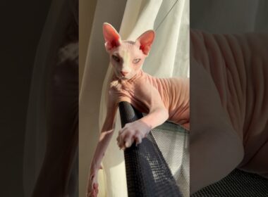 暖かい冬の昼さがり日向ぼっこを楽しむ猫アレクサンドラ【スフィンクス】