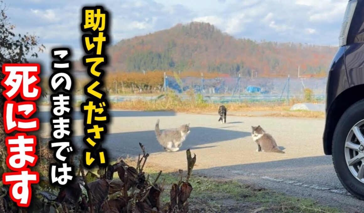 熊や猪が出る現場から子猫たちを救えるのか？