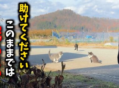 熊や猪が出る現場から子猫たちを救えるのか？
