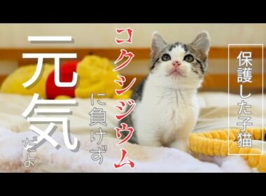 【子猫保護】保護した子猫、コクシジウム診断かｒ1週間経ちました