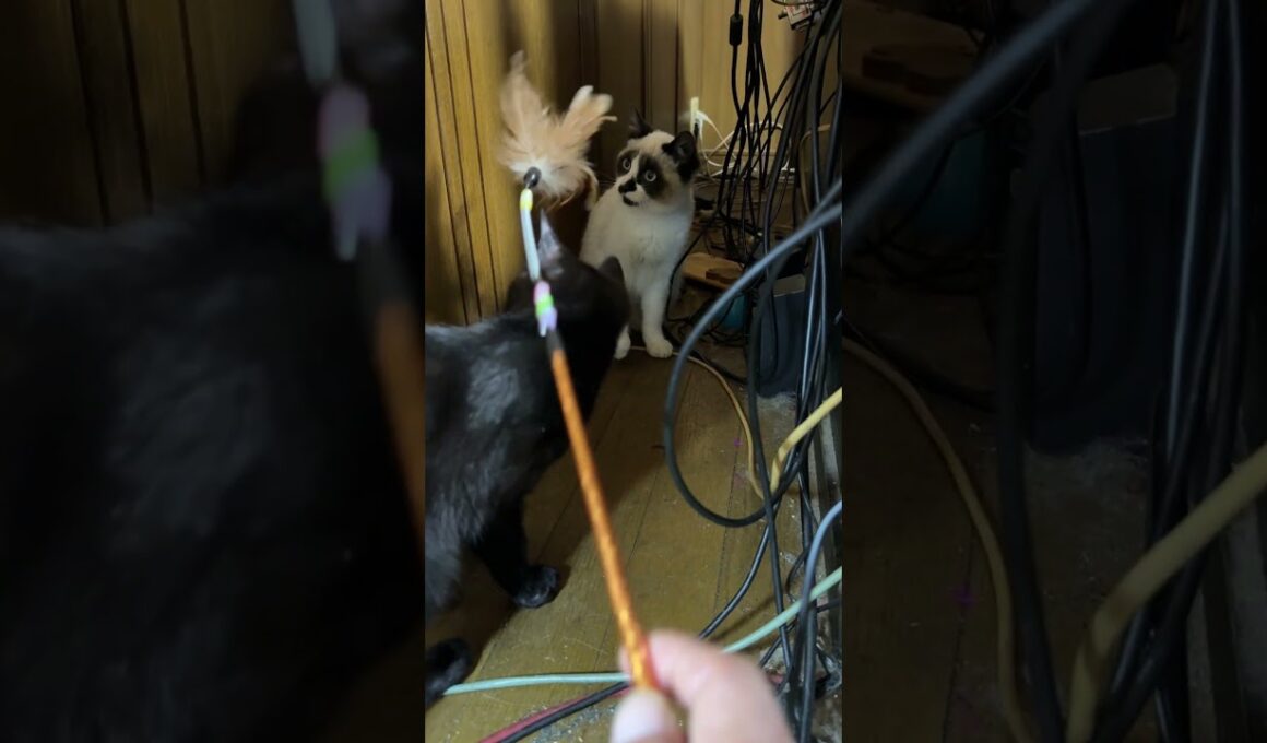 シャムの子ねこパンダくんと、ネコジャラシ。邪魔をする黒猫の子ネコ黒夢だったが、メチャクチャすぎて、パンダ・・ｗ