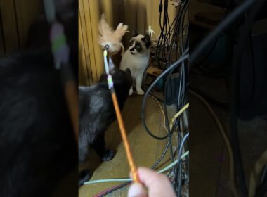 シャムの子ねこパンダくんと、ネコジャラシ。邪魔をする黒猫の子ネコ黒夢だったが、メチャクチャすぎて、パンダ・・ｗ