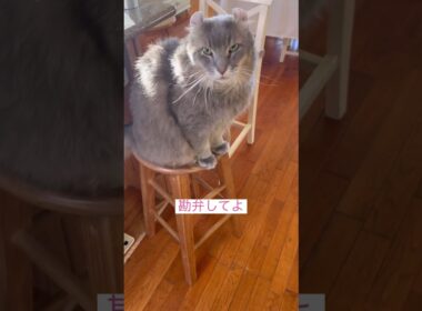 またかよ #ねこ動画 #アメリカンカール